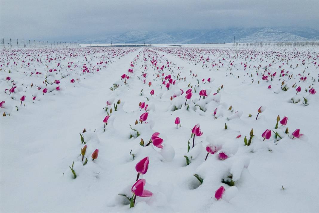 Ünlü lale bahçesi bu yıl bambaşka bir görsel şölen sunacak 2